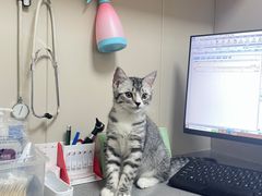 -创凡宠物医院·骨专科  猫科中心(西乡分院)