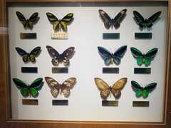 -上海昆虫博物馆