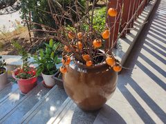 -雅和生态渔庄·宜城锅巴饭(龙灵山公园店)