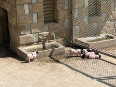 -石家庄市动物园