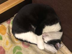 -猫的天空之城概念书店(杭州南宋御街店)