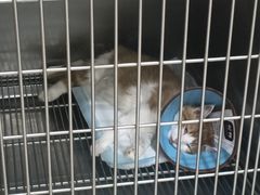 -米苏动物医院·犬猫专科·骨科外科内窥镜