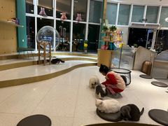 -飞行喵MR PILOT|猫舍·猫咖(静安大融城店)