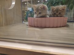 -屋虎猫馆(宝安大仟里店)