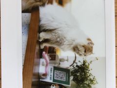 -有猫主题·治愈系猫咖(曾厝垵店)