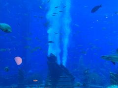 -亚特兰蒂斯•OSSIANO奥西亚诺海底餐厅