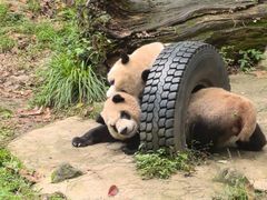 -都江堰中华大熊猫苑
