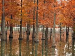 -白鹭湾湿地公园