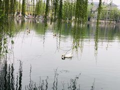 -百花洲