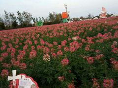 -荷兰花海
