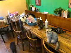大堂-李小姐の猫咖啡馆(五角场店)