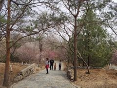 -北京鹫峰国家森林公园