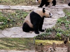 -都江堰中华大熊猫苑