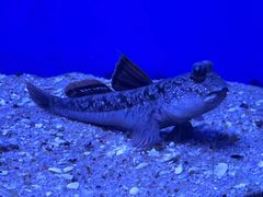 -上海海洋水族馆