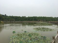 -大湾区中央湿地公园