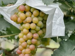 -马陆小张葡萄园农家乐