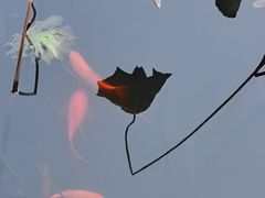 -湘湖逍遥庄园·水漾中餐厅