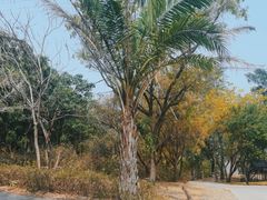 -元江连续刚构世界第一高桥景区