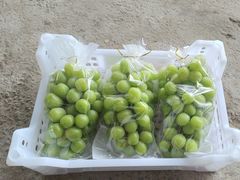 -马陆小张葡萄园农家乐