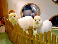 -藦茜花园宠物主题亲子互动体验馆(国顺东路店)