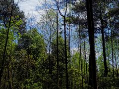 -铁山坪森林公园