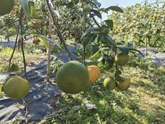 -尚果生态采摘园