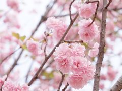 -天适樱花悠乐园