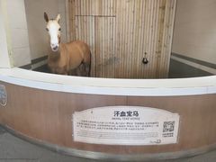 -中国马镇舞马世界主题乐园