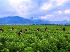 -裕和堂中医推拿艾灸(太古汇臻品店)