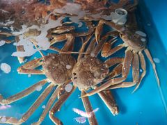 松叶蟹-吉友粥底火锅(方斜路店)