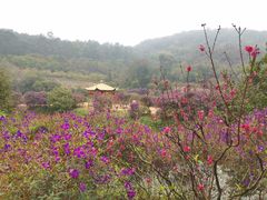 -南国桃园旅游度假区