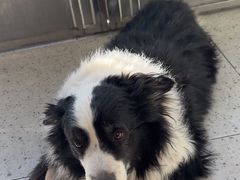 -A猫a狗全科·犬猫异宠·芥西宠物医院(南开总院)