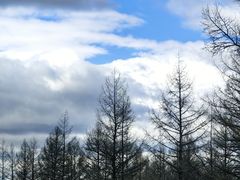 -莫尔道嘎国家森林公园