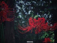 -上海滨江森林公园