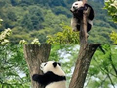 -都江堰中华大熊猫苑