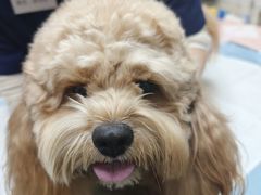 -爱侣·安琦尔宠物医院·中兽医针灸·心内科·狂犬免疫点(宝山区院)