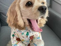 -萌宠之家·腊肠犬·马尔泰·小体犬舍