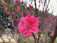 -南国桃园旅游度假区