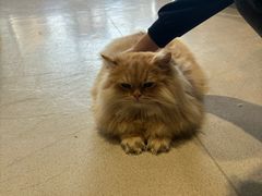 -藏猫猫咖啡主题馆(中央大道店)