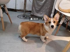 -汪说·狗咖(旺城大厦店)