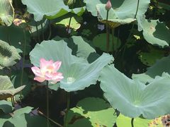 -荔湾湖公园