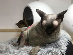 -李小姐の猫咖啡馆(五角场店)