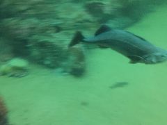 -西雅图水族馆