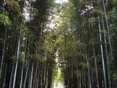 -树山生态村