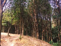 -火炉山森林公园