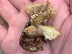 -小邢板栗(中和路店)