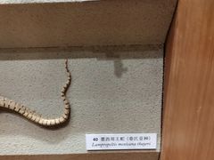 -Behring World of Animals(上海自然博物馆店)