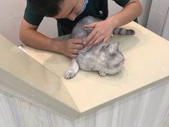 -瑞派康怡24h宠物医院·犬猫医疗中心·微创绝育(瑞景分院)