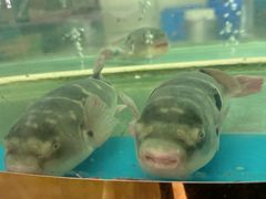 -味雅大酒店
