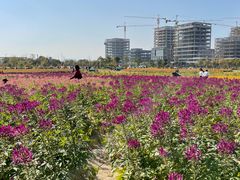 -映月湖中央公园